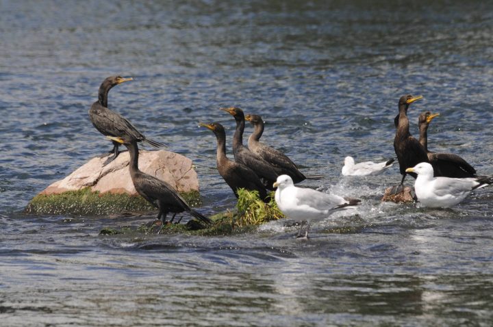 Cormorant Island
