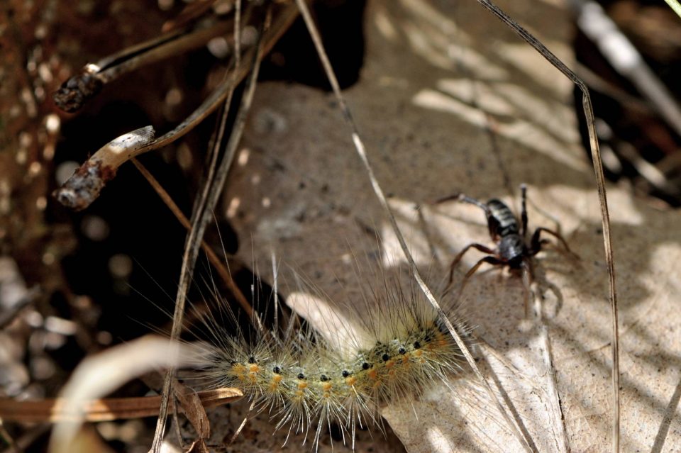 Caterpillar vs Spider