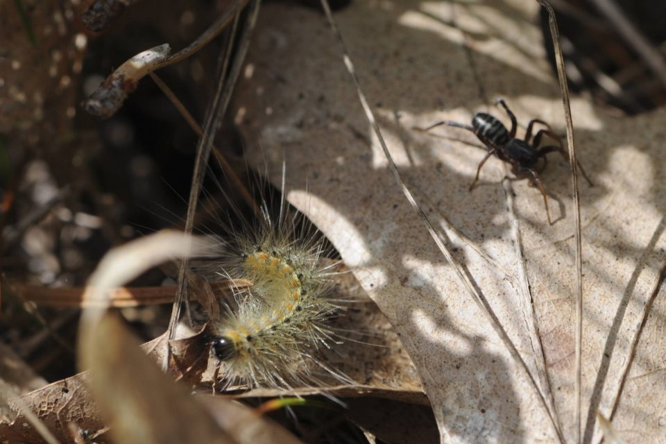 Caterpillar vs Spider