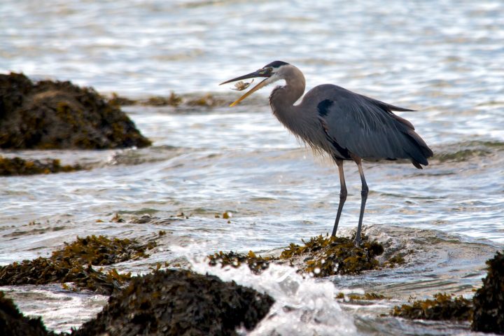 Heron Eating Fish