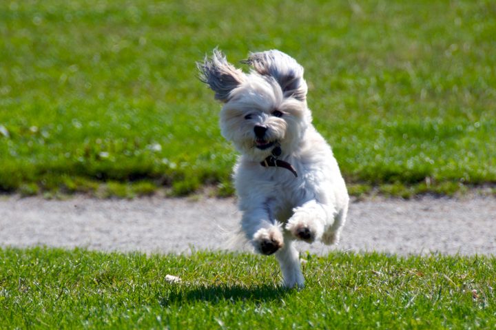 Pepper!