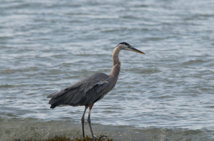 DSC_0353