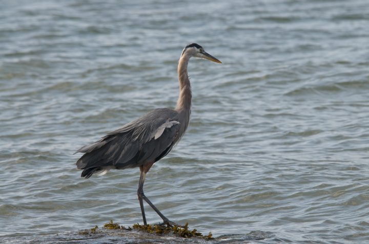 DSC_0368