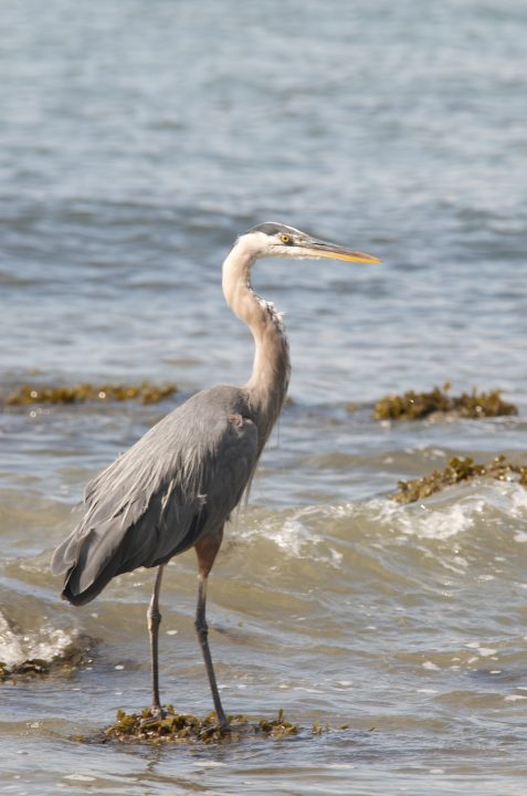 DSC_0500