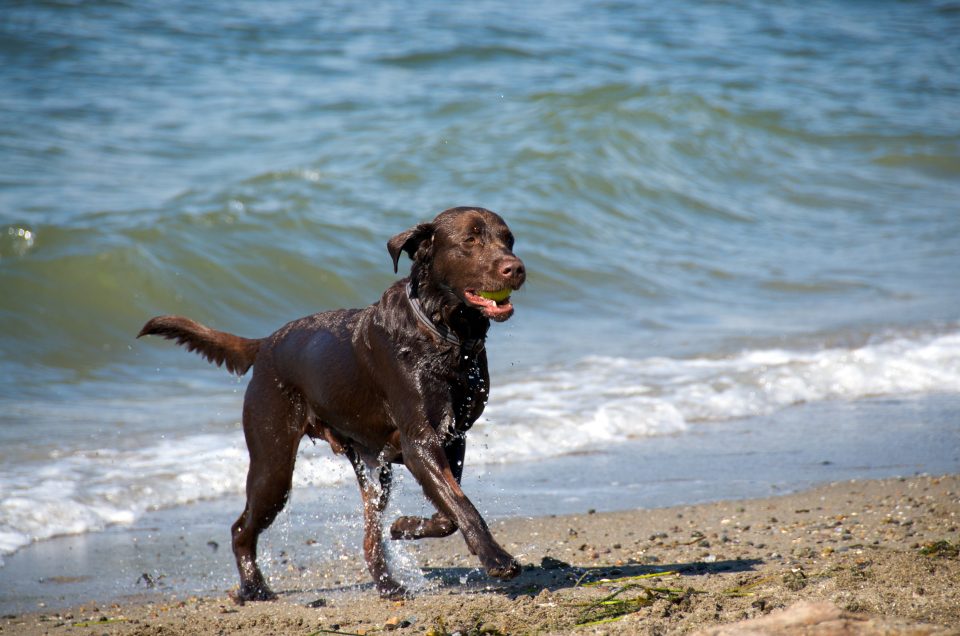 Cooper