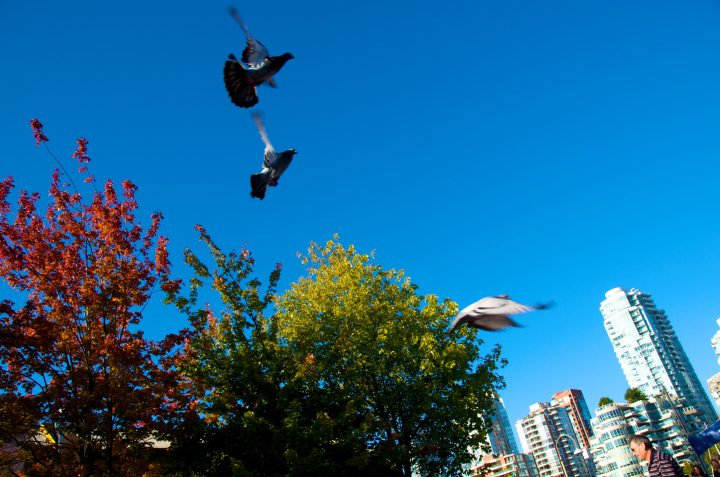 Sky Rats