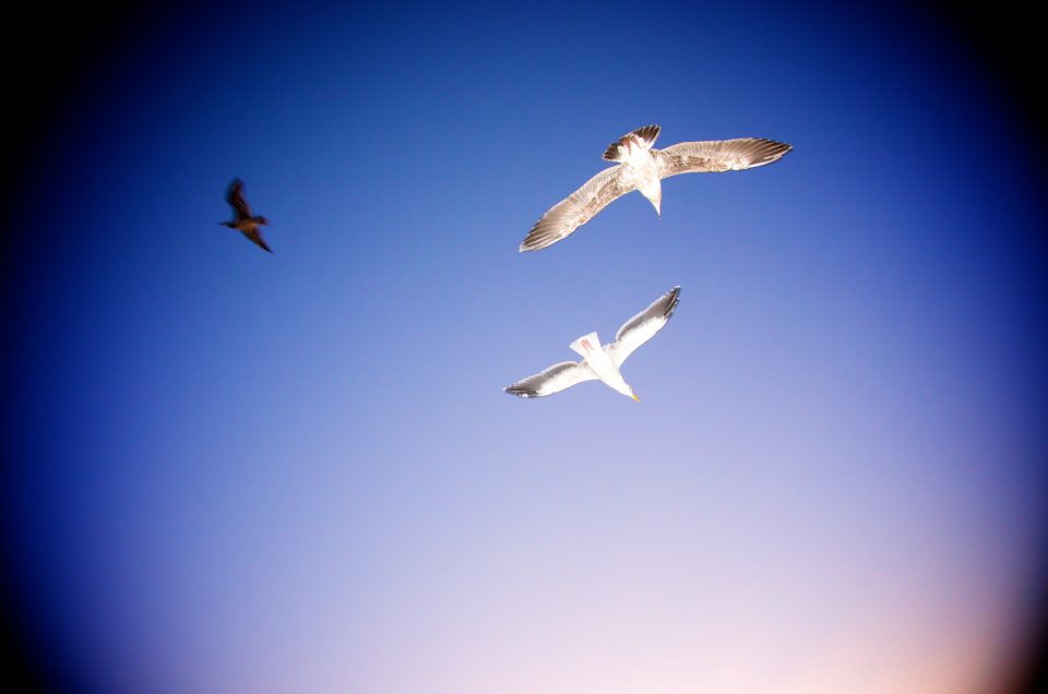 Gulls Overhead