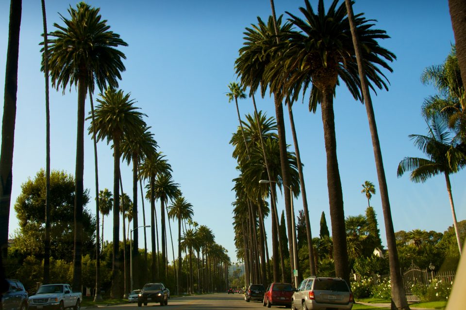 Palm Trees