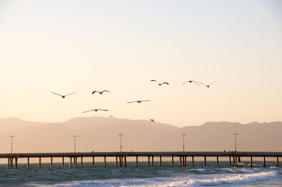 Pelicans