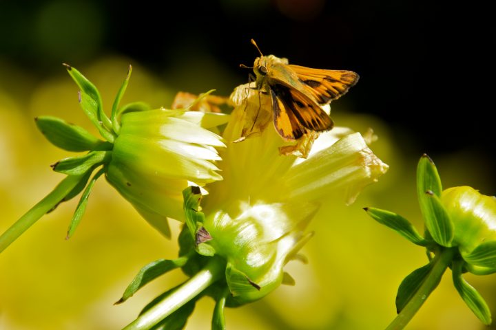 Orange Moth