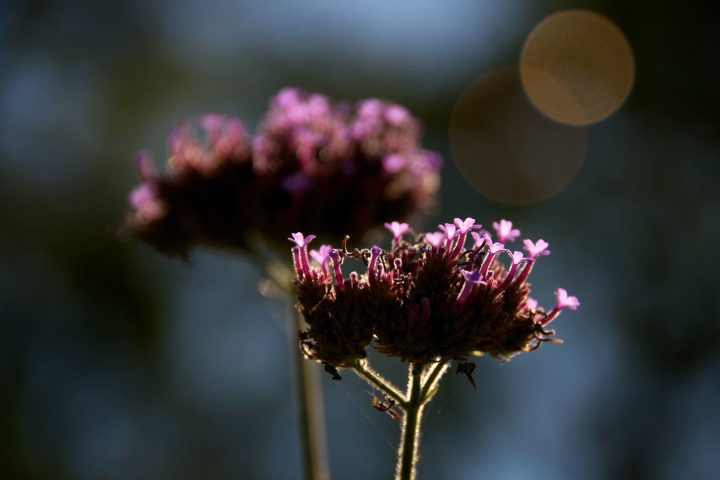 Mini Flowers