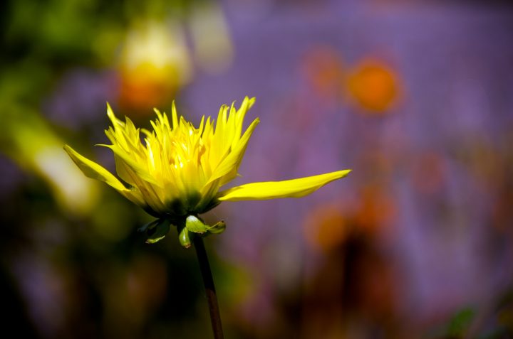 Yellow Flower