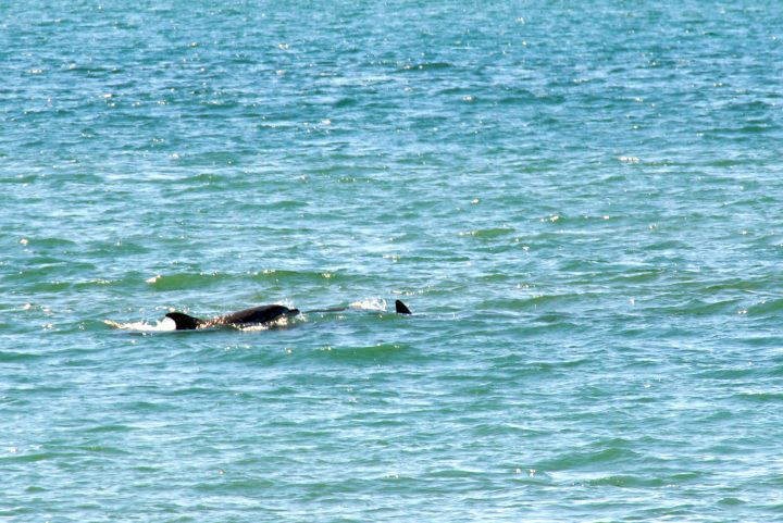 Wild Dolphins