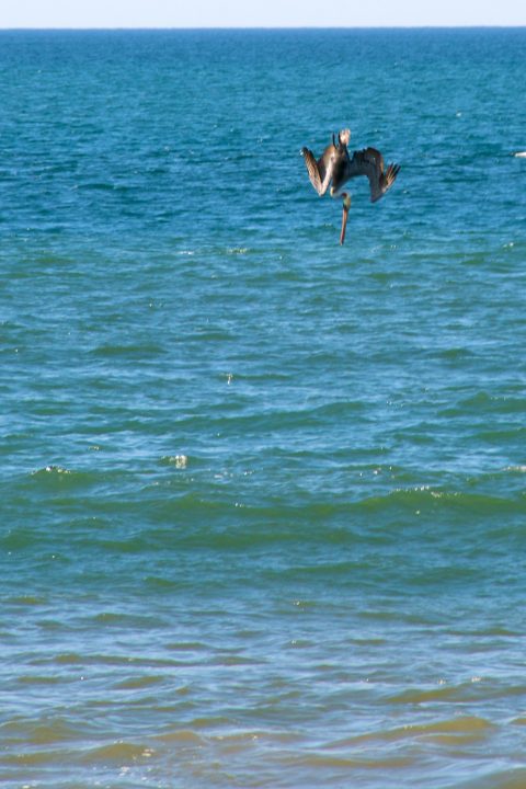 Dive Bombing For Fish