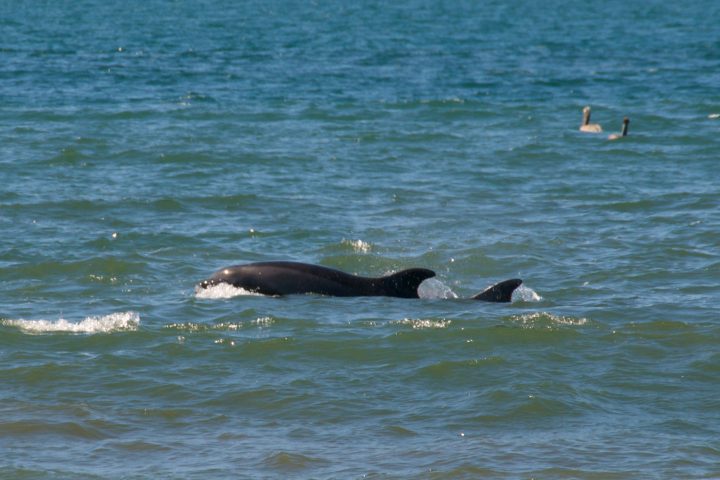 Dolphins