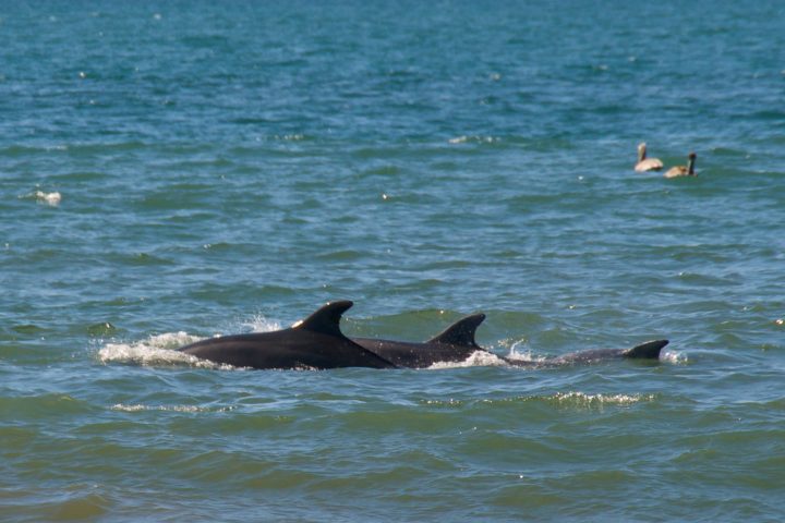 Dolphins