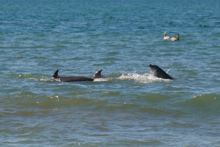 Dolphins