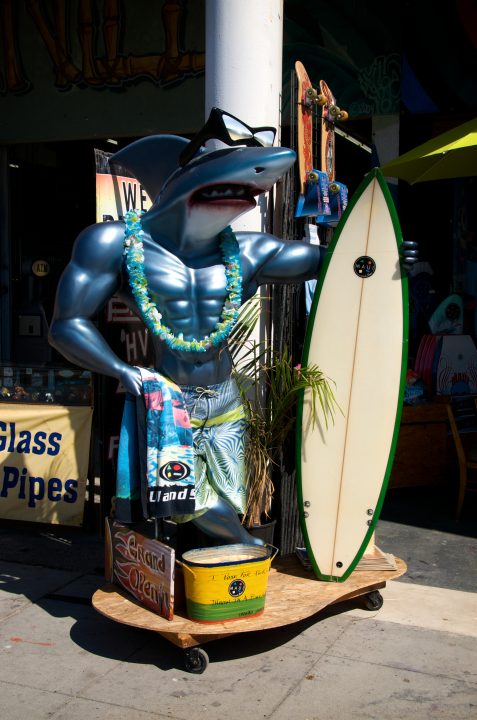 Shark Surfer