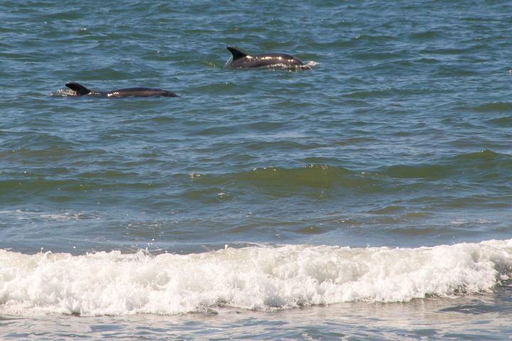 More Wild Dolphins