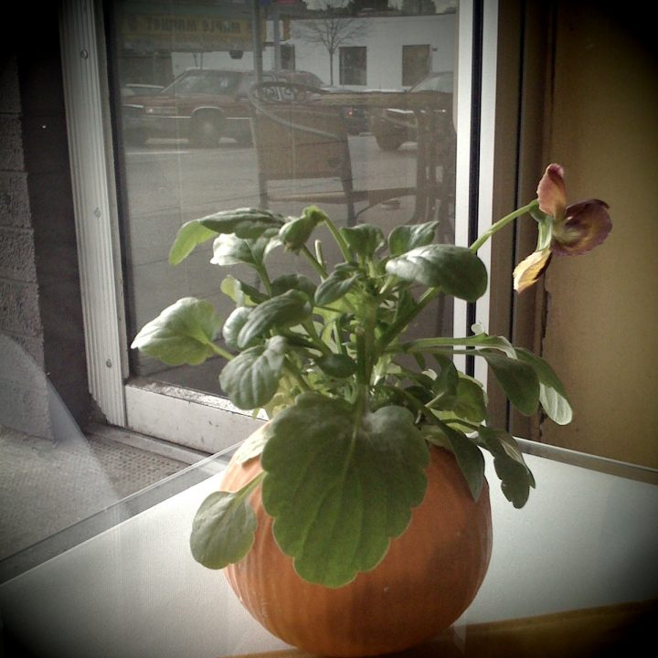Pumpkin Pot