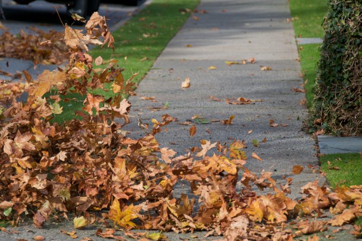 Leaves