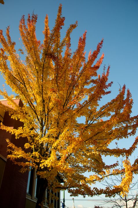 Fall Colors
