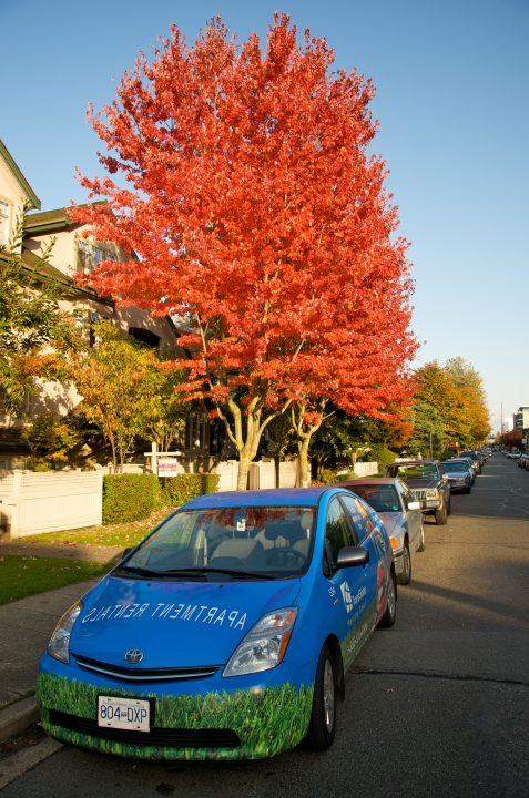 Fall Colors