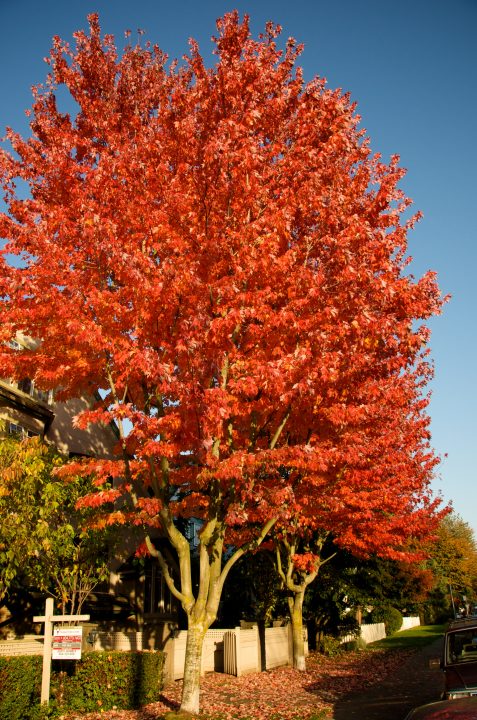 Fall Colors