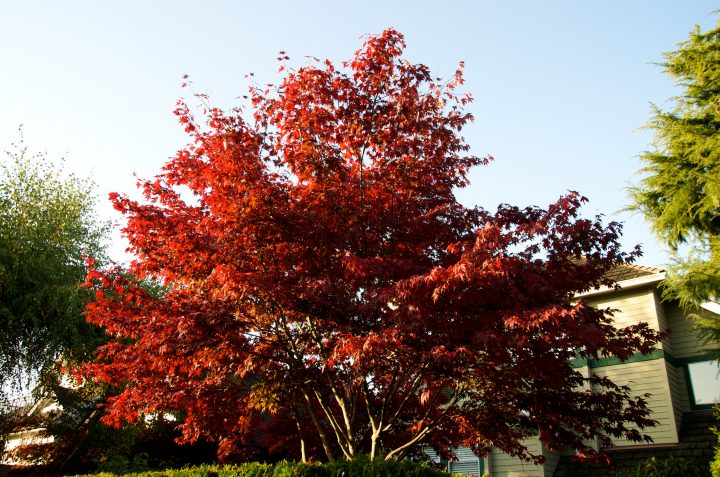 Fall Colors
