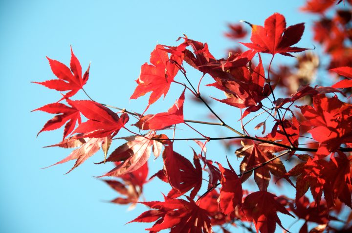 Fall Colors