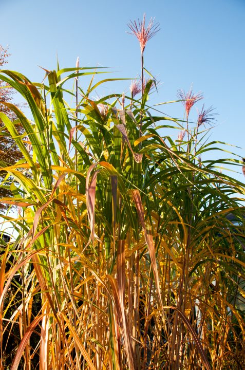 Bamboo