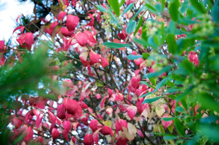 Pink n Green