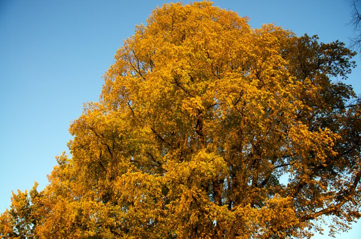 Fall Colors