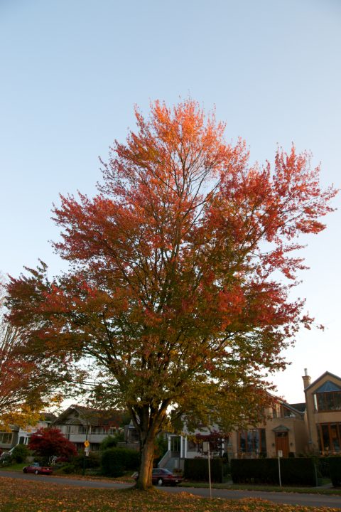 Fall Colors