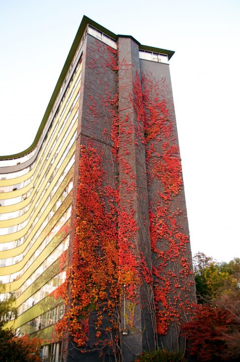 Fall Colors