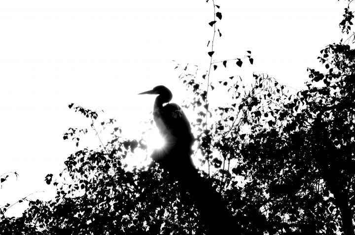 Heron Silhouette