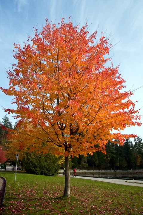 Fall Colors