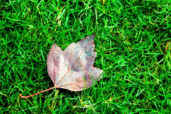 Leaf on Grass