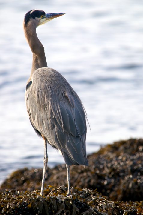 Heron
