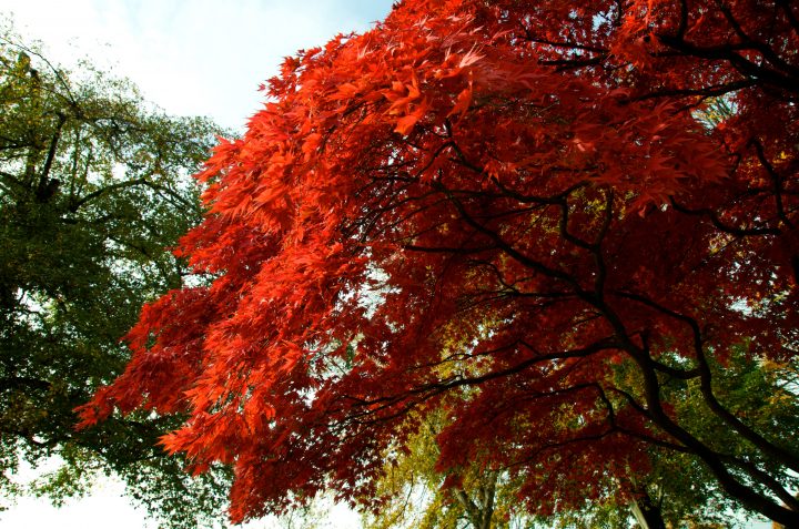 Fall Colors