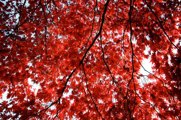 Fall Colors