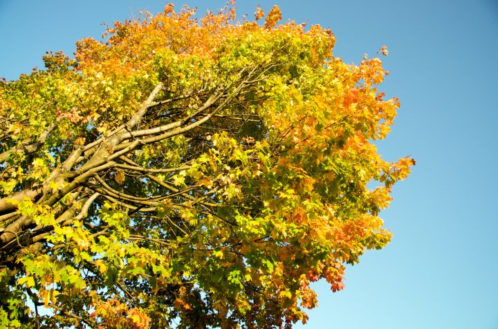 Fall Colors