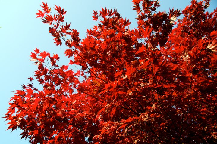 Fall Colors
