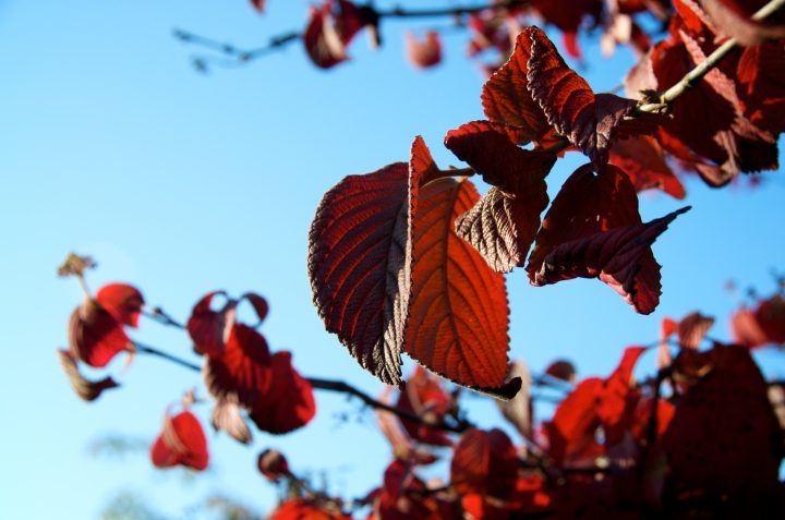 Leaves