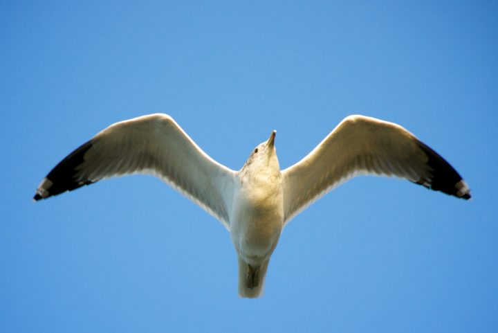 Gull