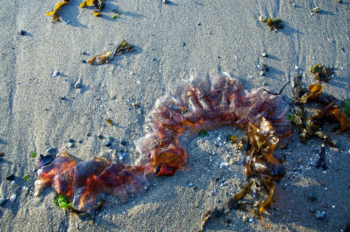 Jellyfish
