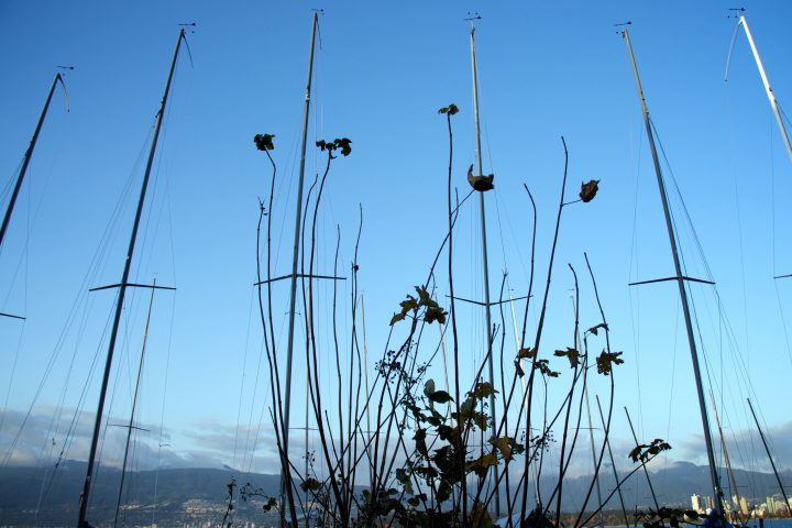 Organic Artificial