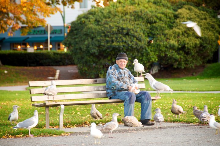 Feeding the Seagulls