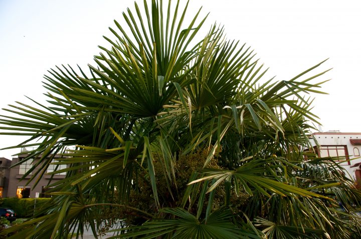 Palm Trees Seem Out of Place