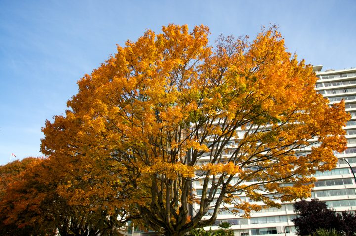 Fall Colors